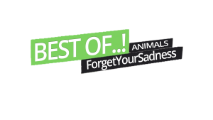 BEST_OF_Animals